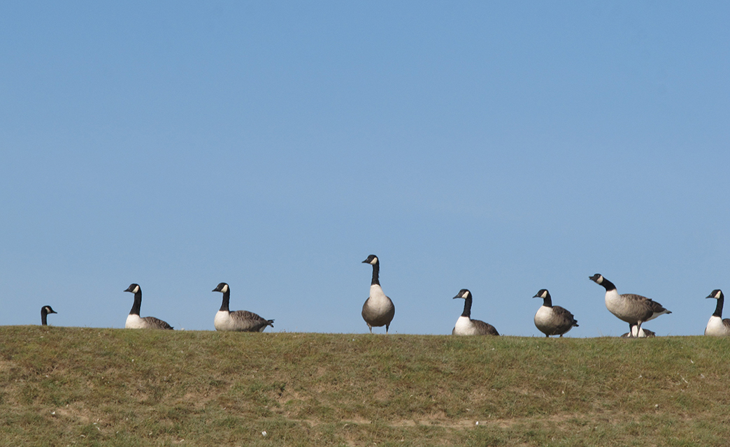 Havergate Island RSPB Nature Reserve