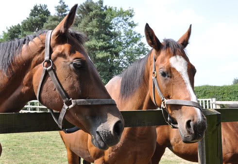 Newmarket Gallops
